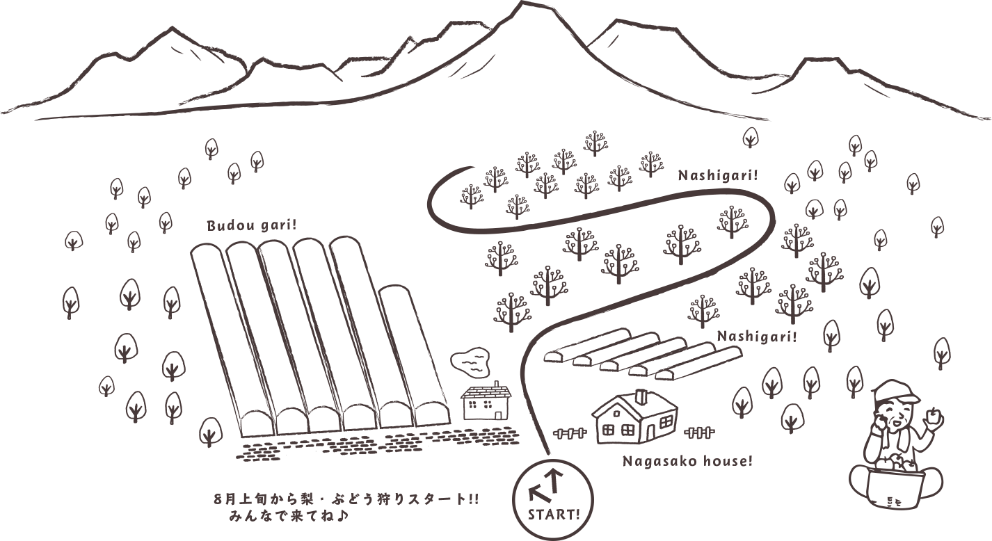 8月上旬から梨・ぶどう狩りスタート!!みんなで来てね♪